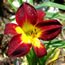 Hemerocallis Persian Ruby